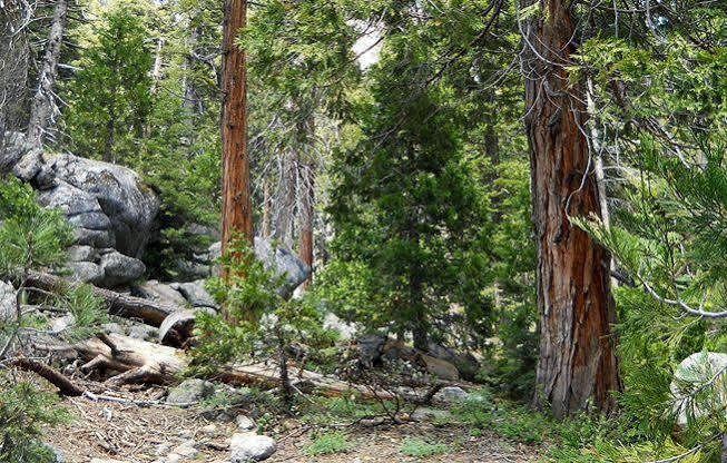 Stony Creek Lodge Sequoia National Park Exteriör bild
